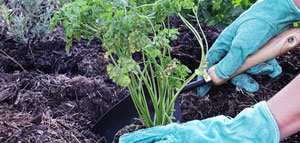 azaleas to zinnias baltimore Landscaping