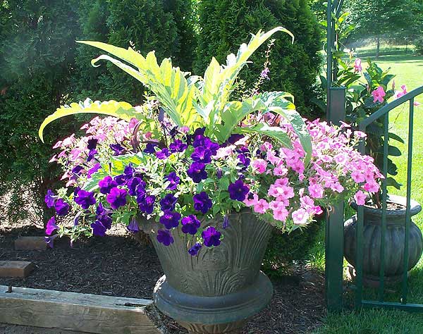 Azaleas to Zinnias Landscaping