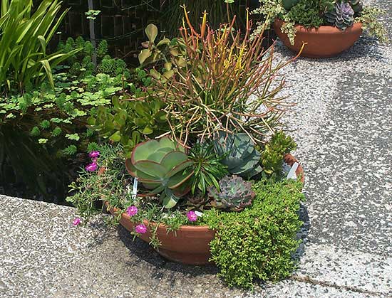 Azaleas to Zinnias Landscaping