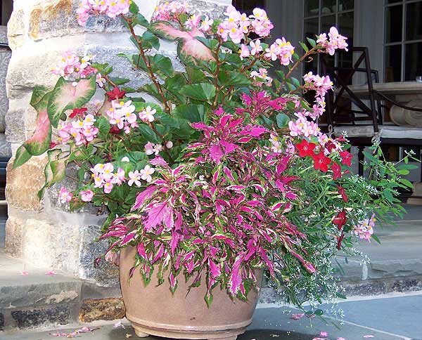 Azaleas to Zinnias Landscaping