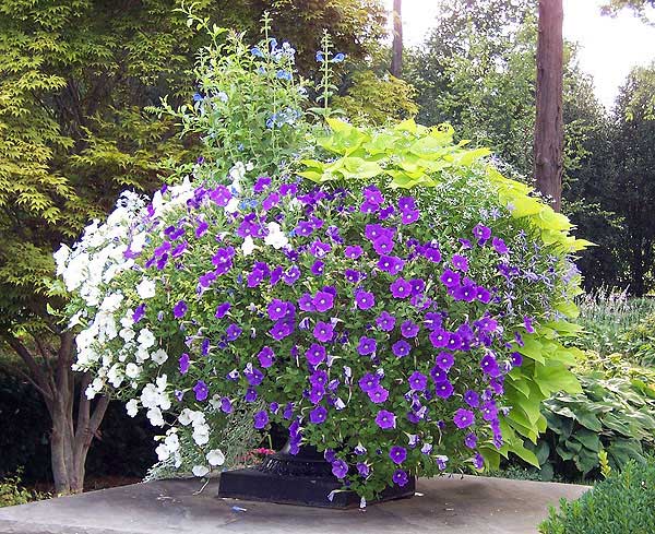Azaleas to Zinnias Landscaping