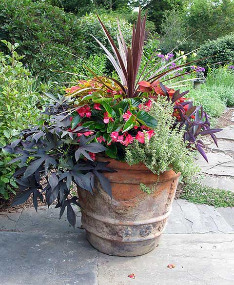 Azaleas to Zinnias Landscaping