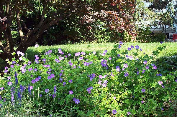 Azaleas to Zinnias Landscaping