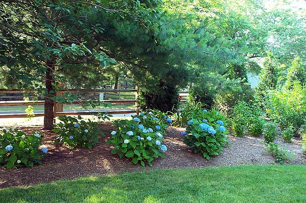 Azaleas to Zinnias Landscaping