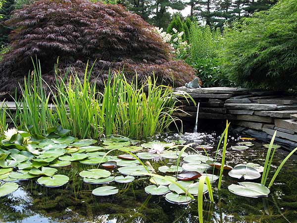 Azaleas to Zinnias Landscaping